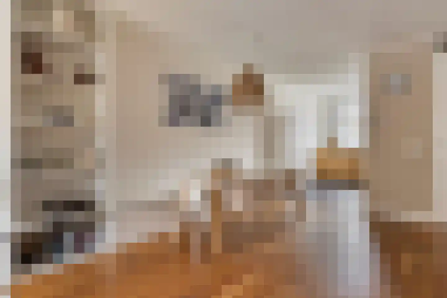 Honingeter 4 Dirksland thumbnail 13