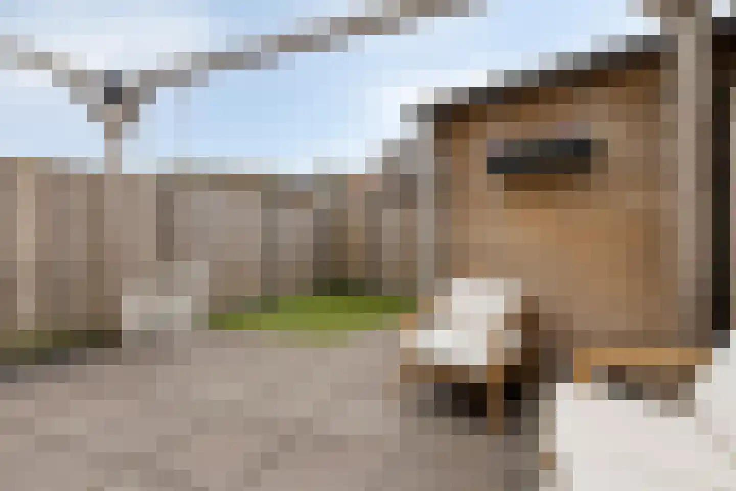 Honingeter 4 Dirksland thumbnail 38