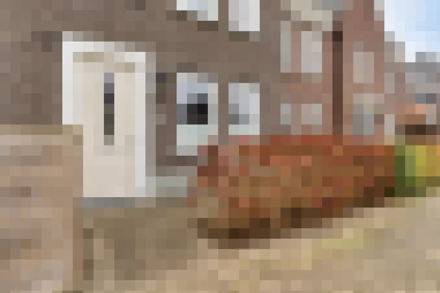 Honingeter 4 Dirksland thumbnail 42