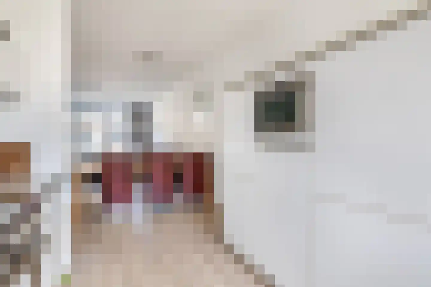 Honingeter 49 Dirksland thumbnail 14