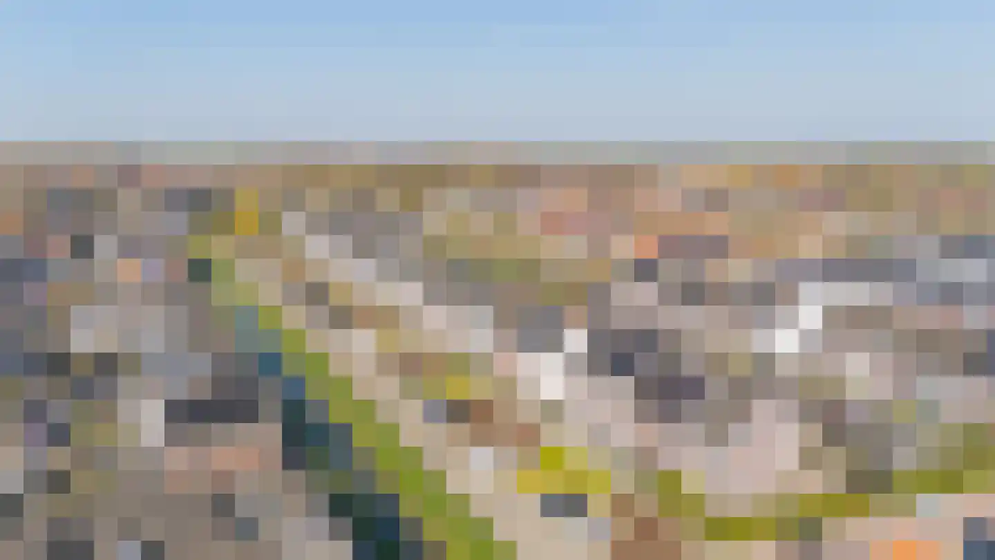 Honingeter 49 Dirksland thumbnail 28