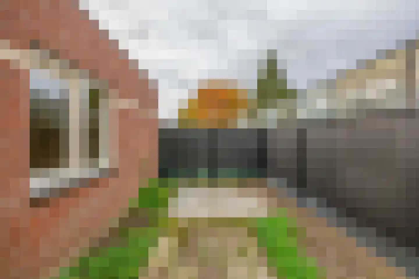 Honingklaver 10 Venlo thumbnail 25