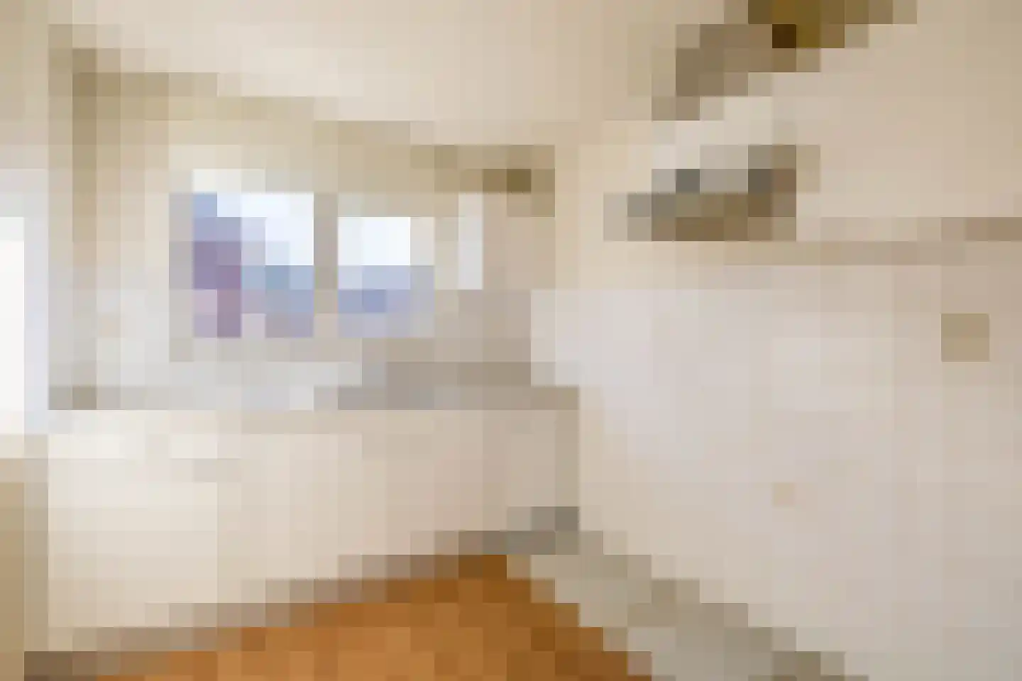 Honingklaver 10 Venlo thumbnail 6