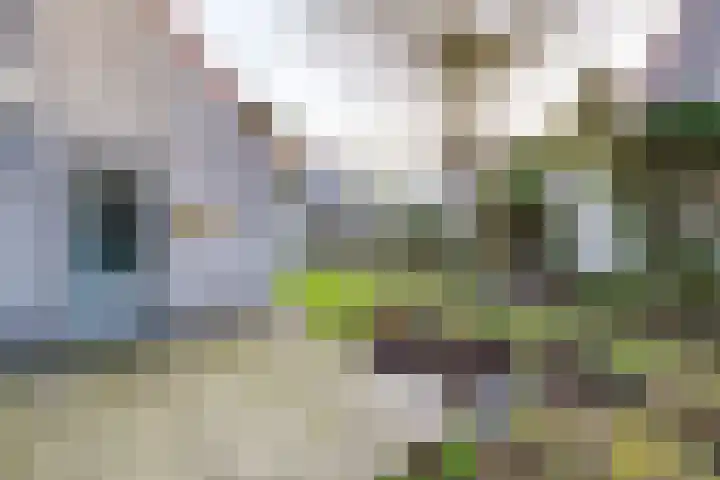 Honingklaver 22 Venray thumbnail 29