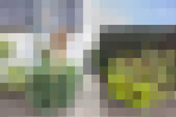 Honingklaver 22 Venray thumbnail 33
