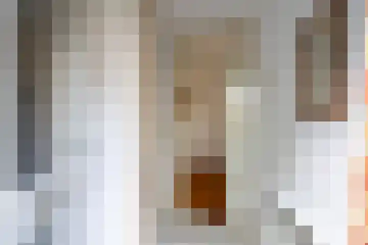 Honingklaver 22 Venray thumbnail 5