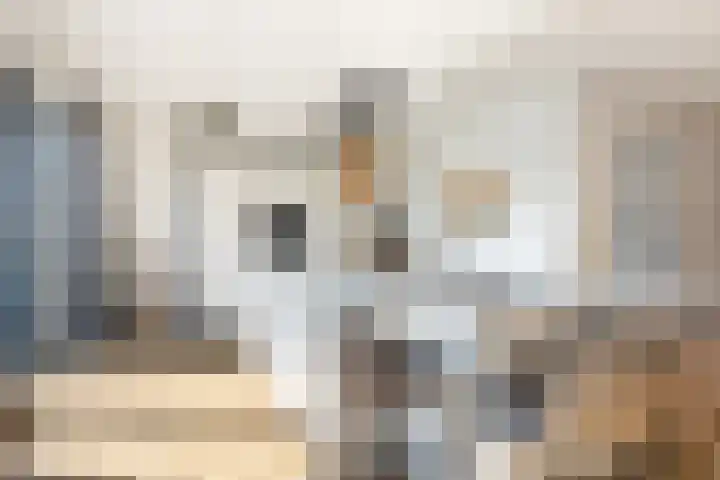 Honingzwam 10 Apeldoorn thumbnail 15