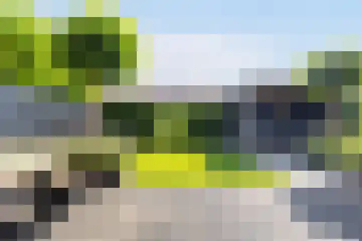 Honingzwam 10 Apeldoorn thumbnail 18