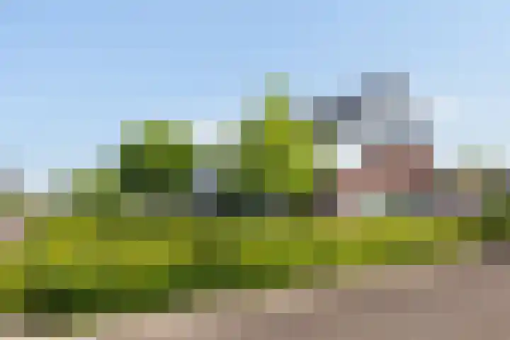 Honingzwam 10 Apeldoorn thumbnail 43
