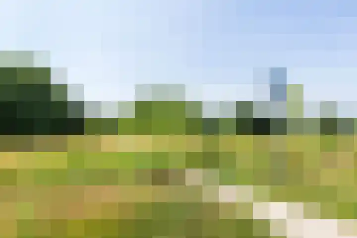 Honingzwam 10 Apeldoorn thumbnail 44