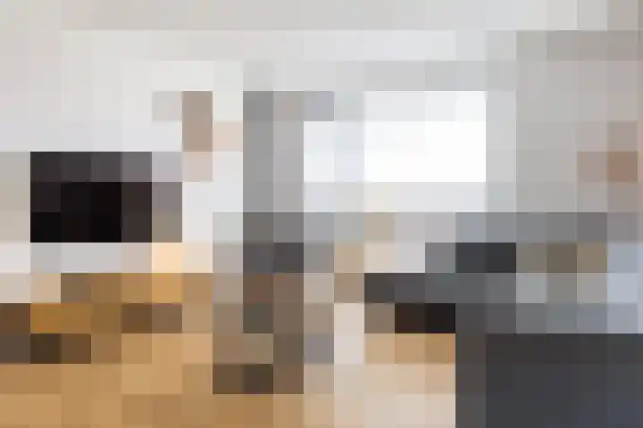 Honingzwam 10 Apeldoorn thumbnail 5