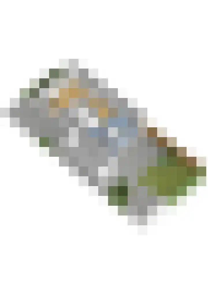 Honingzwam 10 Apeldoorn thumbnail 52