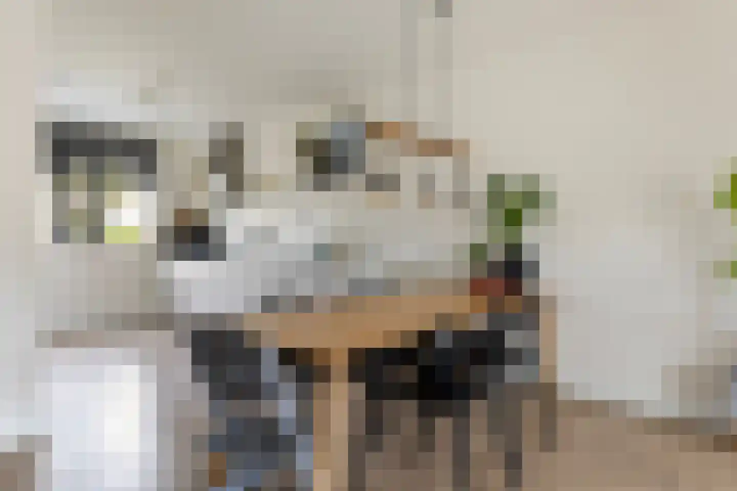 Honingzwam 105 Apeldoorn thumbnail 12