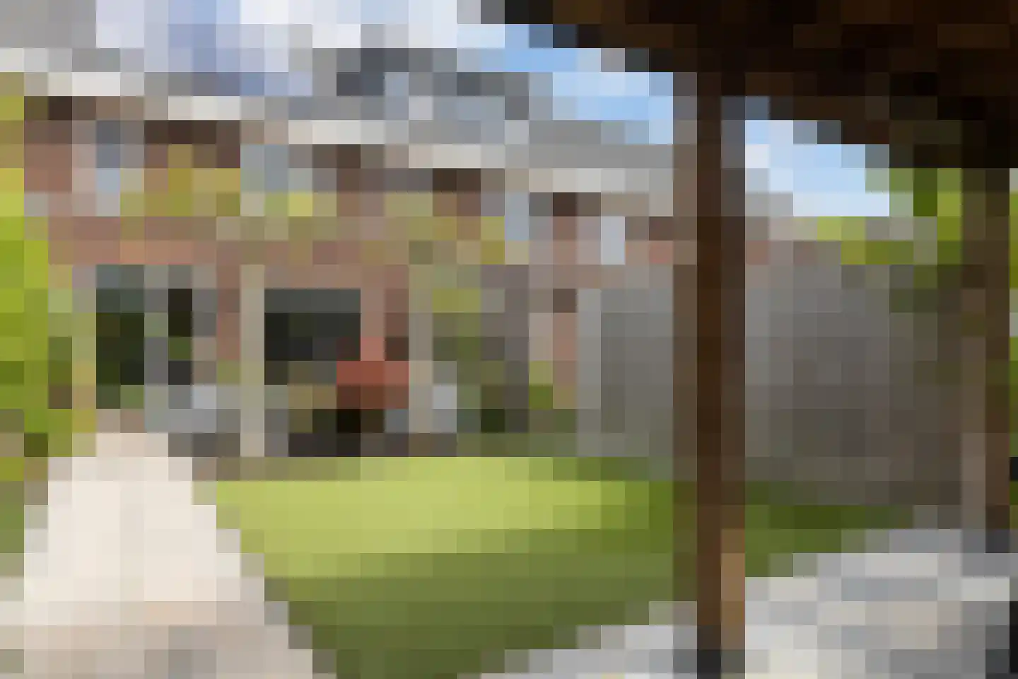 Honingzwam 105 Apeldoorn thumbnail 16