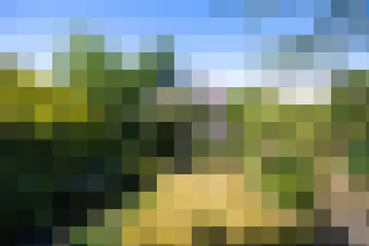 Honingzwam 110 Alphen aan den Rijn thumbnail 28