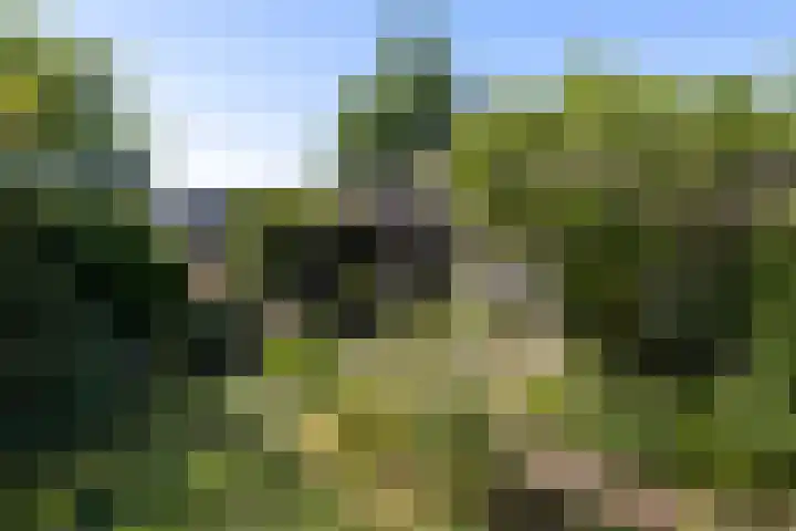 Honingzwam 110 Alphen aan den Rijn thumbnail 30