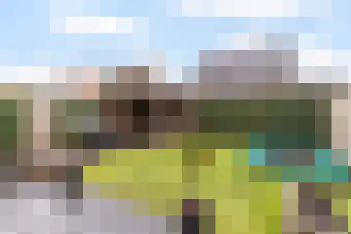 Honingzwam 23 Apeldoorn thumbnail 14