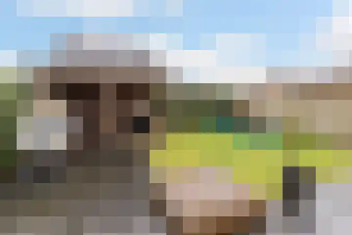 Honingzwam 23 Apeldoorn thumbnail 15
