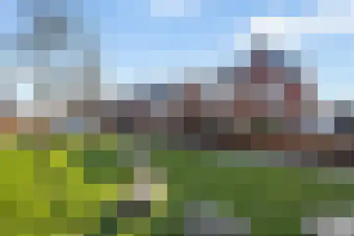Honingzwam 23 Apeldoorn thumbnail 36