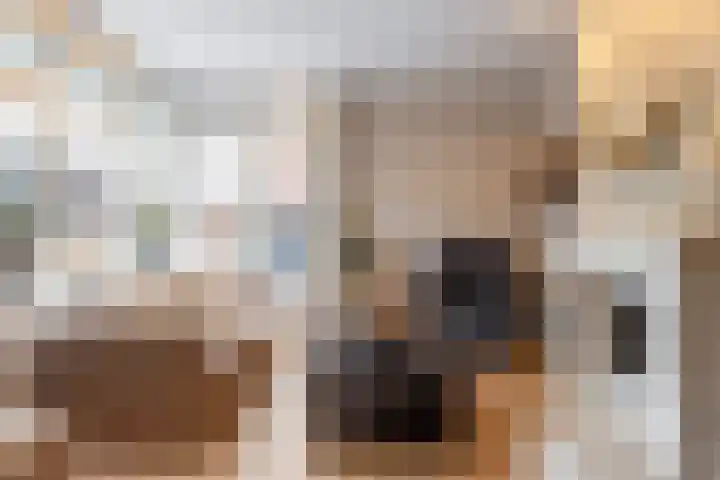 Honingzwam 23 Apeldoorn thumbnail 5