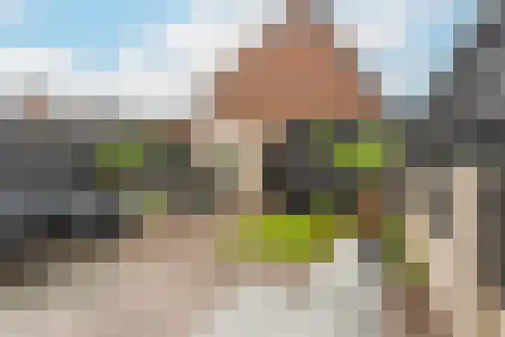 Honingzwam 49 Veenendaal thumbnail 30