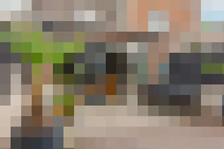 Honingzwam 49 Veenendaal thumbnail 31