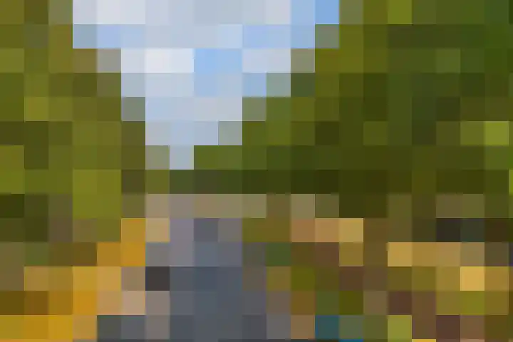 Honingzwam 49 Veenendaal thumbnail 34