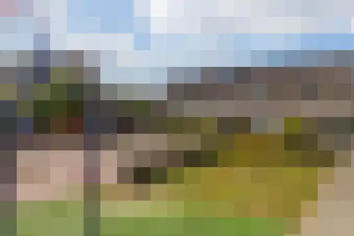 Honingzwam 49 Veenendaal thumbnail 35