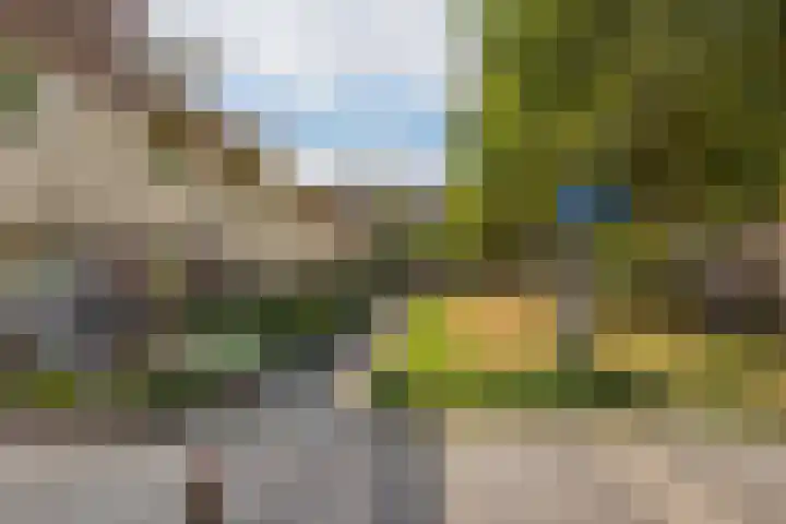 Honingzwam 49 Veenendaal thumbnail 4