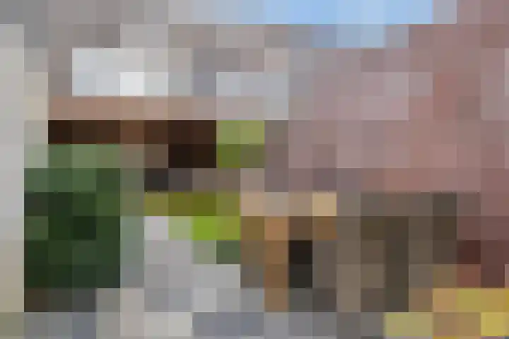 Honingzwam 65 Veenendaal thumbnail 31