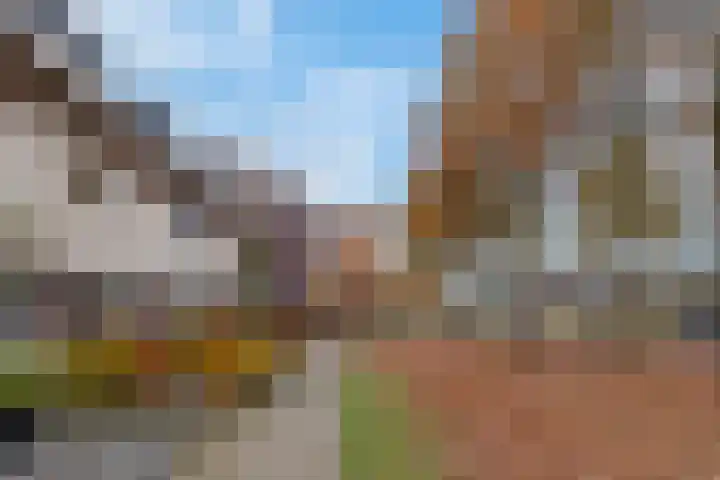 Honingzwam 65 Veenendaal thumbnail 34