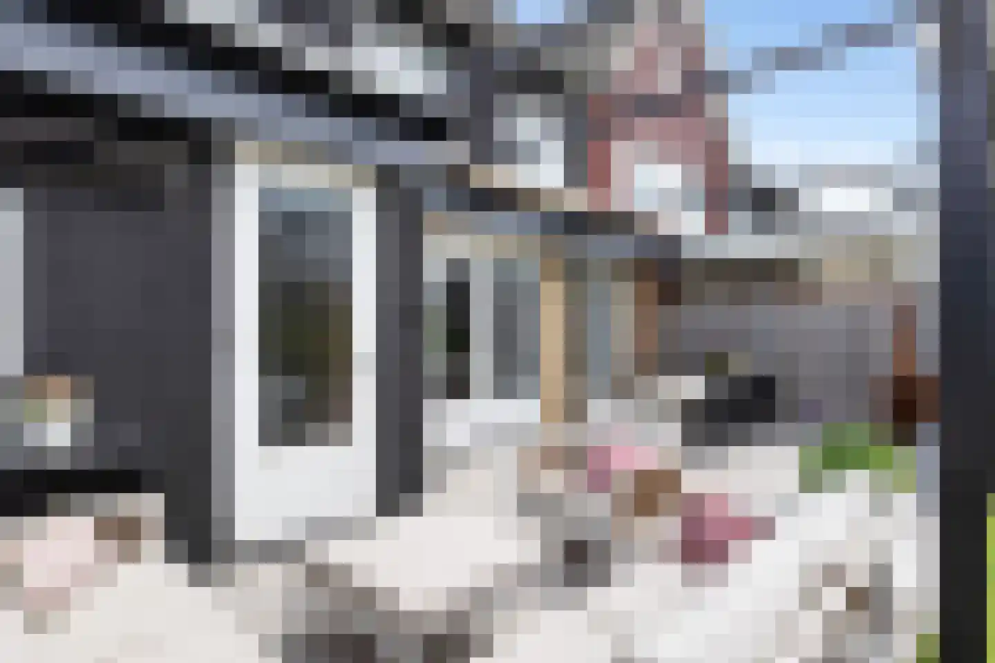 Honingzwam 79 Apeldoorn thumbnail 14