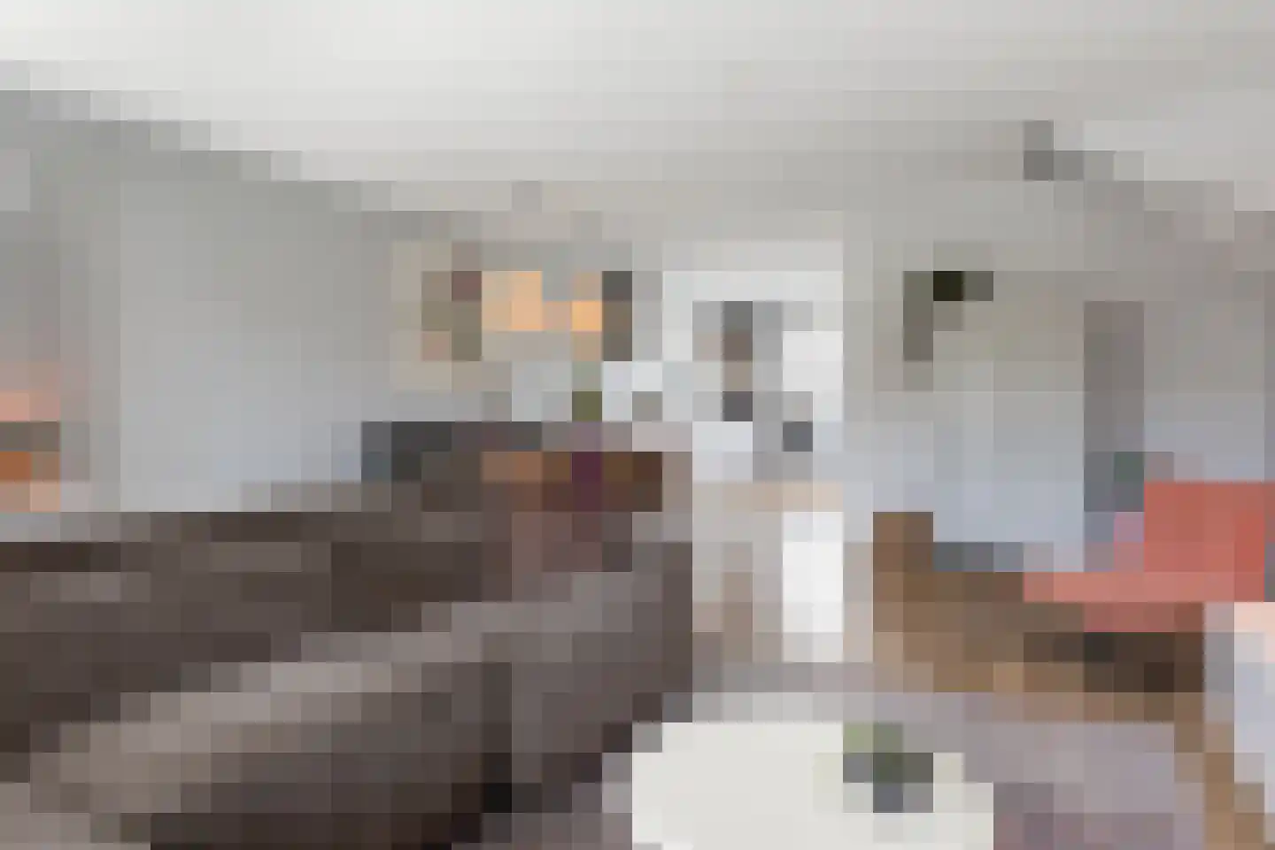 Honingzwam 79 Apeldoorn thumbnail 6