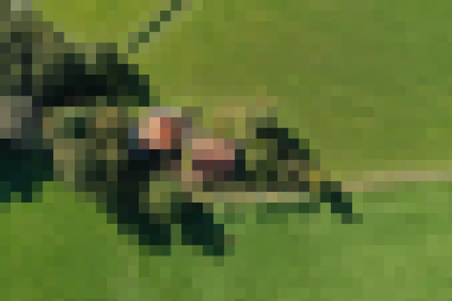 Honkerbosweg 4 De Heurne thumbnail 50