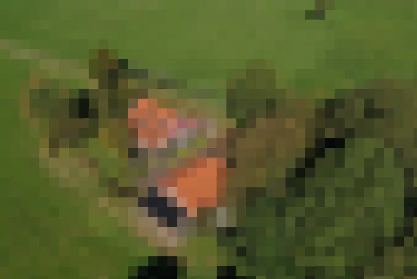 Honkerbosweg 4 De Heurne thumbnail 51