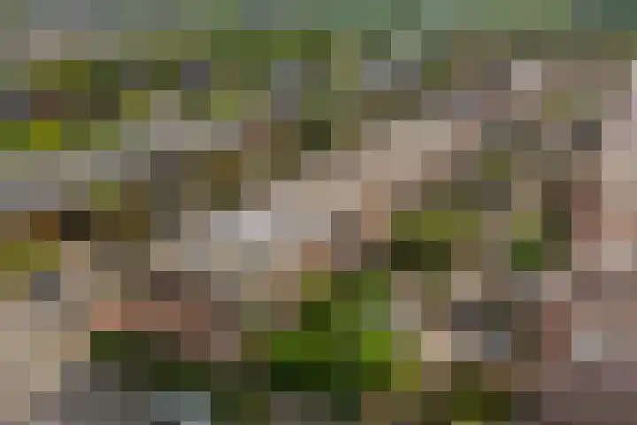 Honswijkpolder 42 De Meern thumbnail 41