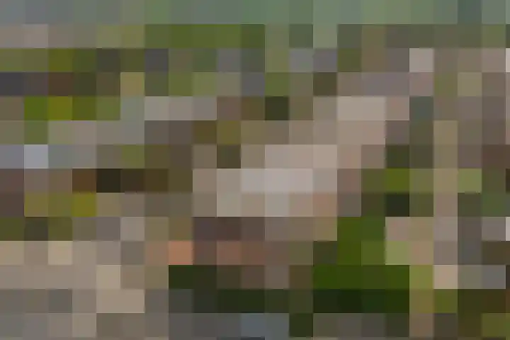 Honswijkpolder 42 De Meern thumbnail 43