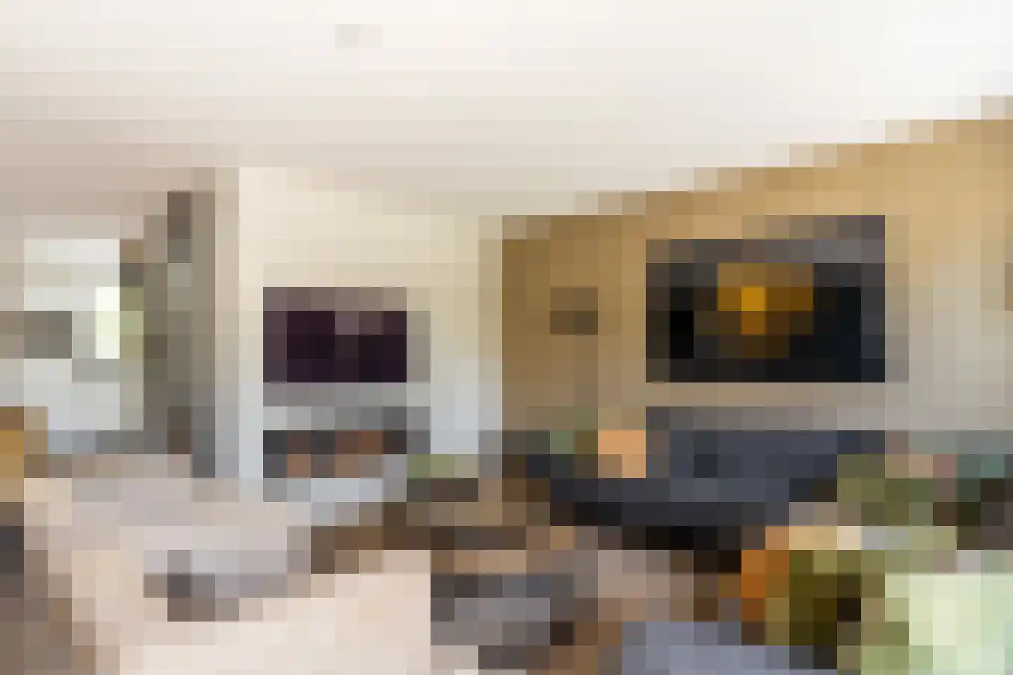 Honte 12 Brielle thumbnail 10