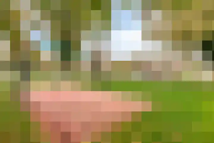 Honthorstlaan 254 Alkmaar thumbnail 38