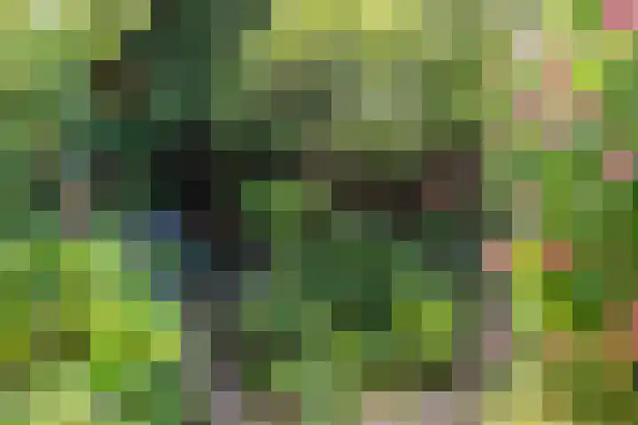 Hoocamp 33 Akersloot thumbnail 38