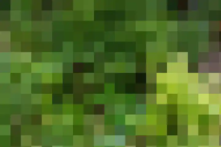 Hoocamp 33 Akersloot thumbnail 40