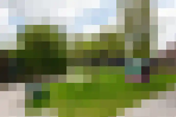 Hoocamp 33 Akersloot thumbnail 44