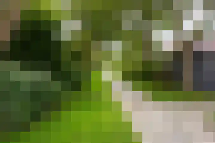 Hoocamp 33 Akersloot thumbnail 45