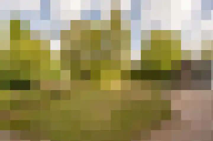 Hoofdland 46 Mijnsheerenland thumbnail 41
