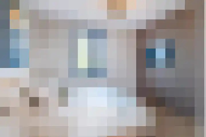 Hoofdman 5 Heeze thumbnail 25