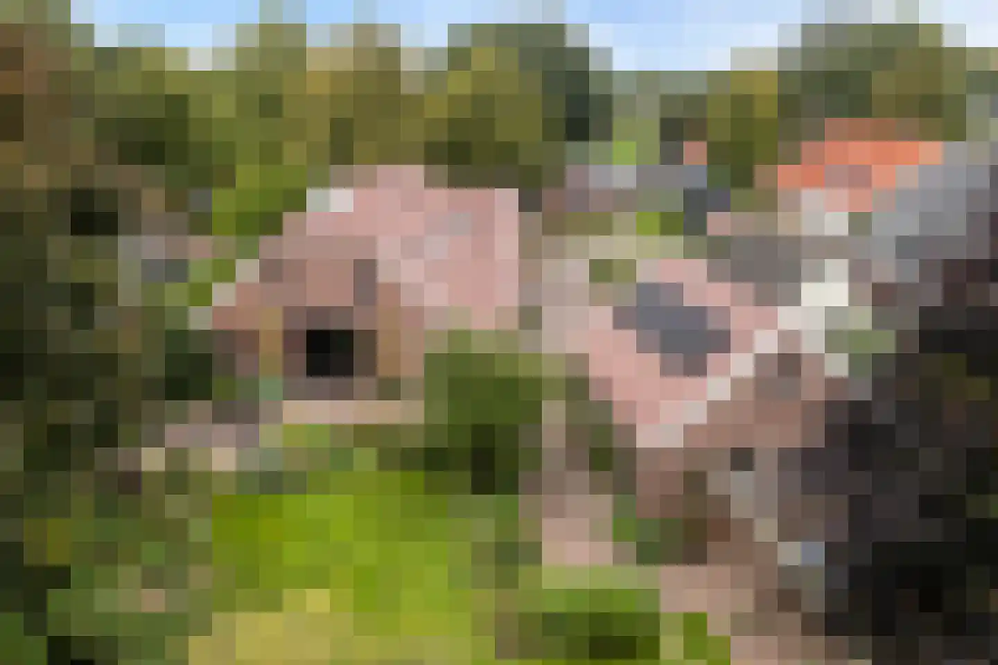 Hoofdstraat 26 Diever thumbnail 4