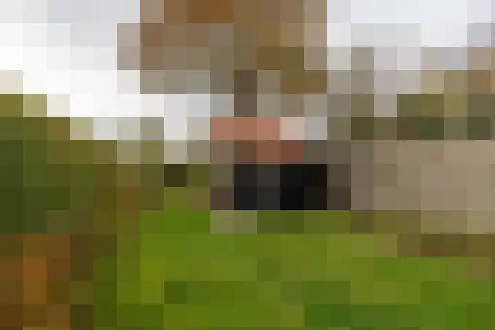 Hoofdstraat 37 Gasselternijveen thumbnail 36