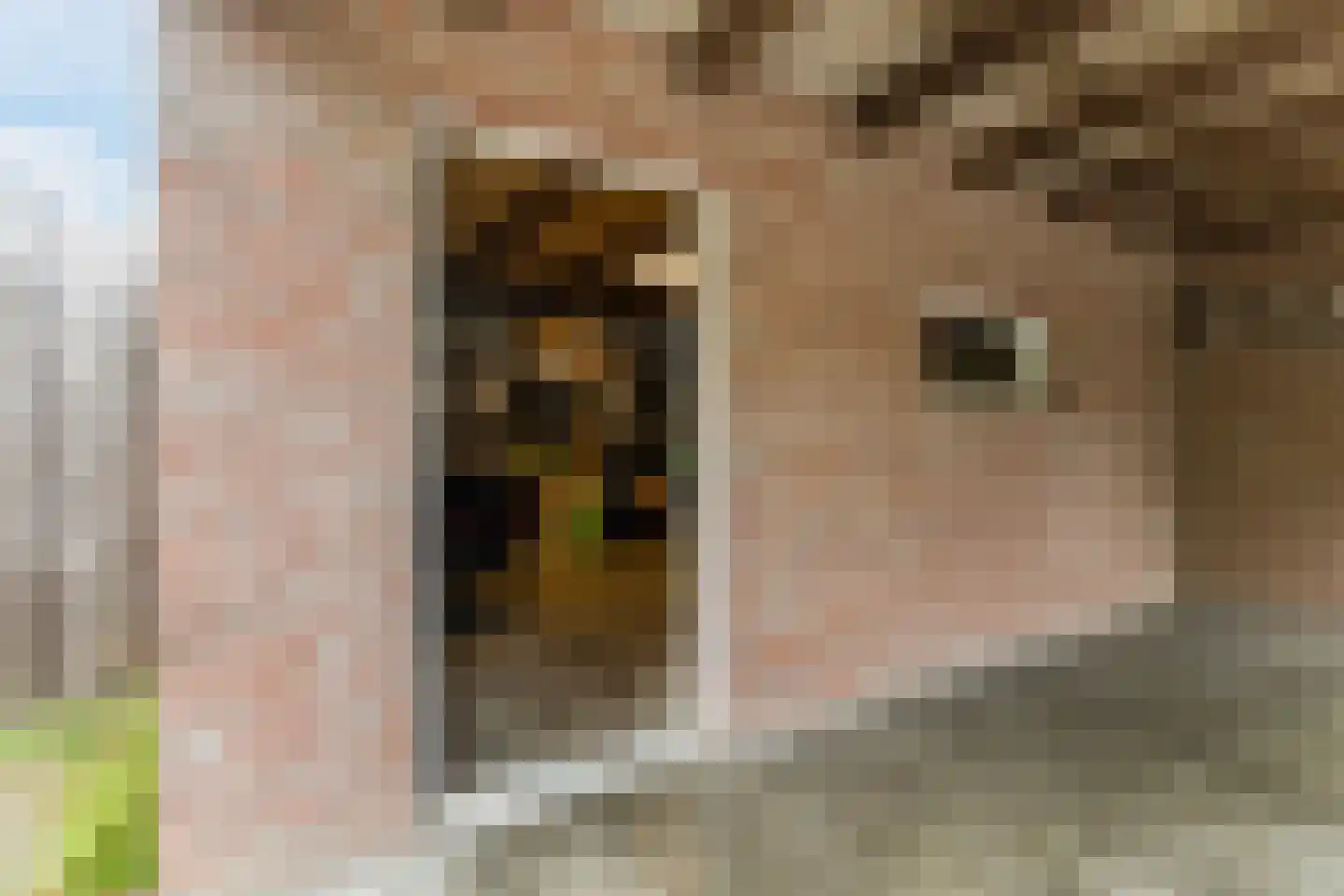 Hoofdstraat 38 's Gravenmoer thumbnail 22