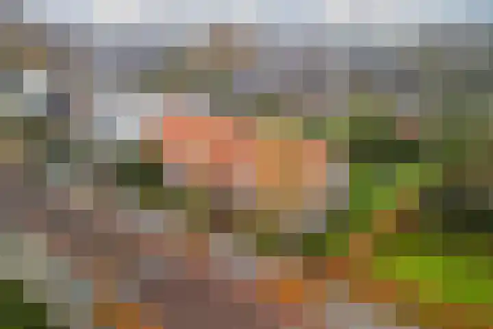 Hoofdstraat 44 Hoogeloon thumbnail 64