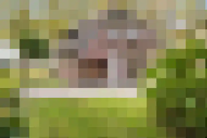 Hoofdstraat 5 Schoonloo thumbnail 42